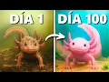 Download Lagu Salvé a un Ajolote Abandonado..