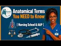 Anatomical Position Need to Know Terms