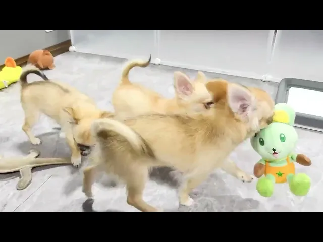 動画