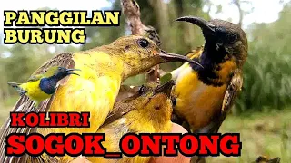 suara panggilan burung kolibri sogok ontong