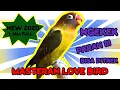 Download Lagu MASTERAN LOVE BIRD VIDEO NGEKEK FULL 1 JAM !!!