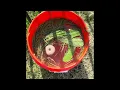 Mosquito Dunks Demonstration on use Mosquito control