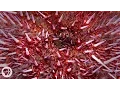 Sea Urchins Pull Themselves Inside Out to be Reborn Deep Look