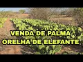 Download Lagu VENDA DE PALMA ORELHA DE ELEFANTE