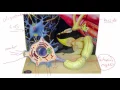 Nervous System Lab