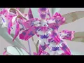 Kidnap - Dreamer