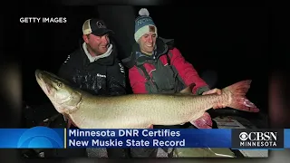 Minnesota DNR Certifies New Muskie State Record Previous Record Dates Back To 1957