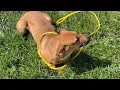 Surry County Animal Control
