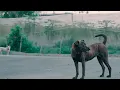 Download Lagu 蕭煌奇 Ricky Hsiao 〈愛不解釋〉 Official Music Video