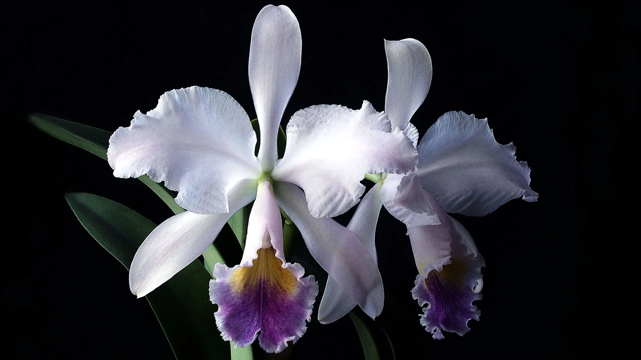 ORQUÍDEA CATTLEYA LABIATA