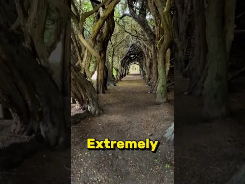 Ireland's 500-Year-Old Magical Tree Tunnel 🌳✨#short
