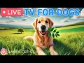 Download Lagu 🔴24 Hours of Dog TV🎵🐶Calming Music for Dogs to Sleep🐾🩷Soothing Music for Anxious and Stressed Dogs