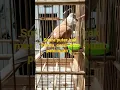SUARA PUTER IRAK MERDU, COCOK BUAT PANCING BURUNG ANDA !!!