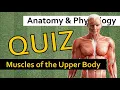 QUIZ Muscles of the Upper Body Anatomy Physiology