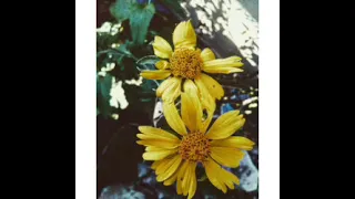 sir phirimela thatheka slow jam mix 