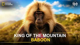 King of The Mountain Baboons (हिंदी) | The Battle for Braveheart's Kingdom | National Geographic