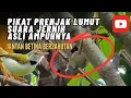 Download Lagu Pikat prenjak lumut ampuh ada betina memanggil jantan paling ribut