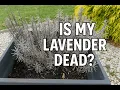 Is My Lavender Dead How to Tell If It s Dormant or Gone for Good