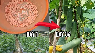 Download Cucumber Cultivation from 0 to Harvest (36 Days) Low Budget Abundant Yield! MP3