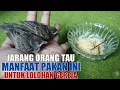 Download Lagu CARA MERAWAT ANAKAN GEREJA LOLOHAN 2023