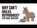 Why Can t Mules Reproduce THE REAL REASON