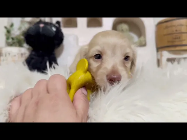 動画