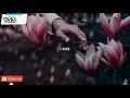 Not Gonna Leave You/Wallaby & NEIMY/Whatsapp Status