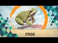 Download Lagu Protruding eyes frog (Anura)