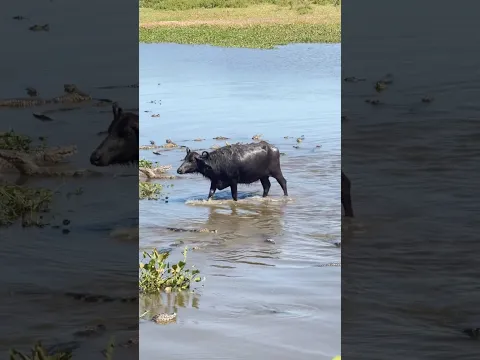 जंगली भैंसों का झुंड पानी में उतरा… चारों तरफ थे हजारों मगरमच्छ! 😱