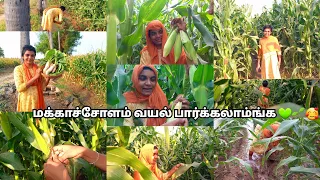 🌱💚அம்மா கஷ்டப்பட்டு வளர்த்த சோளக்காடு..🌽🍿🥰|villagegirllifestylevlog|maize field|#agriculture #viral 