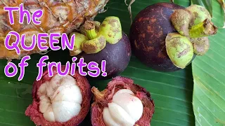 How to Make Mangosteen Powder. 