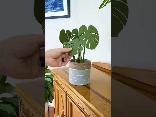 Monstera Coasters - Classic video thumbnail