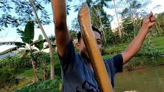 bersembunyi di sela bambu ternyata begini penampakan belut purba tersebut 