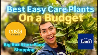 Big Box Store Plant Shopping Lowes Restocks Costa Farms and Budget Hacks Early Fall Seasonal Plants