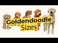 Which Goldendoodle Size Mini Medium Standard