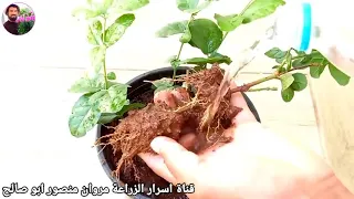 طريقة زراعة عقل الفل من قناة الاخ مروان منصور ابو صالح قناة اسرار الزراعة 