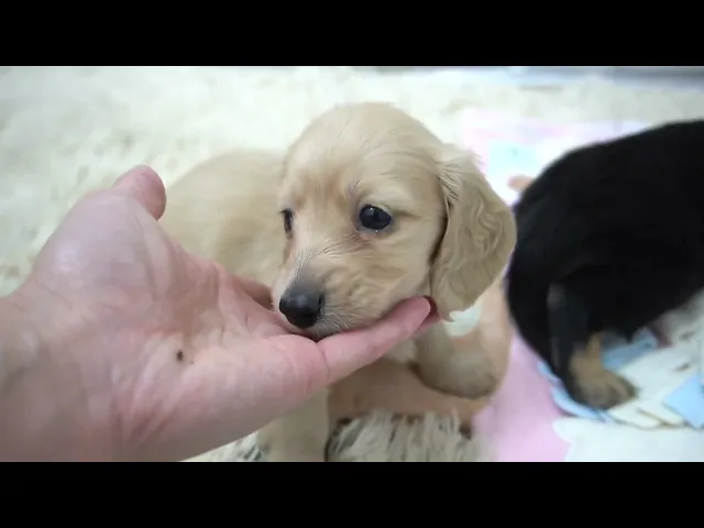 動画