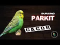 Download Lagu Masteran Parkit Gacor Ngeroll Suara Jernih