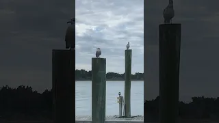 Marina Vibes