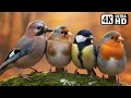 Lagu The Beauty of Birds in Autumn 🍂 Relaxing \u0026 Healing Bird Sounds for Stress Relief | Forest in Autumn🍁