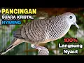 Lagu Perkutut Lokal Gacor Suara Paling Ampuh Untuk Pancingan Burung Perkutut Agar Bunyi.