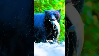 Every Bear Species On Earth 🐻