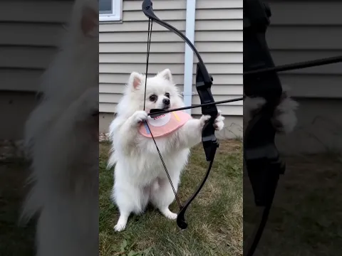 Nico helps lupa plump buttocks🥹🥰🤣 #smartnico #funny #cute #pets