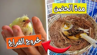 متى يفقس بيض الكناري وما هو العمر المناسب لعزل الفراخ عن أبويهم 