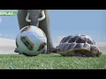 Lagu Athletic ~ Animals Funny Football goalkeeper