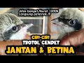 Paling Akurat 1000% Perbedaan CENDET JANTAN \u0026 BETINA TROTOL Langsung peternak