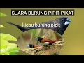 Lagu Suara Burung Pipit Liar || berkicau bersahutan | Burung Emprit