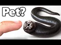 Download Lagu I Got a Pet Leech (yes, really)