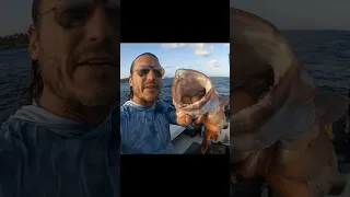 Spearfishing Snapper