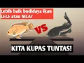 Download Lagu LEBIH BAIK BUDIDAYA IKAN NILA ATAU LELE UNTUK PEMULA? MARI KITA BAHAS!